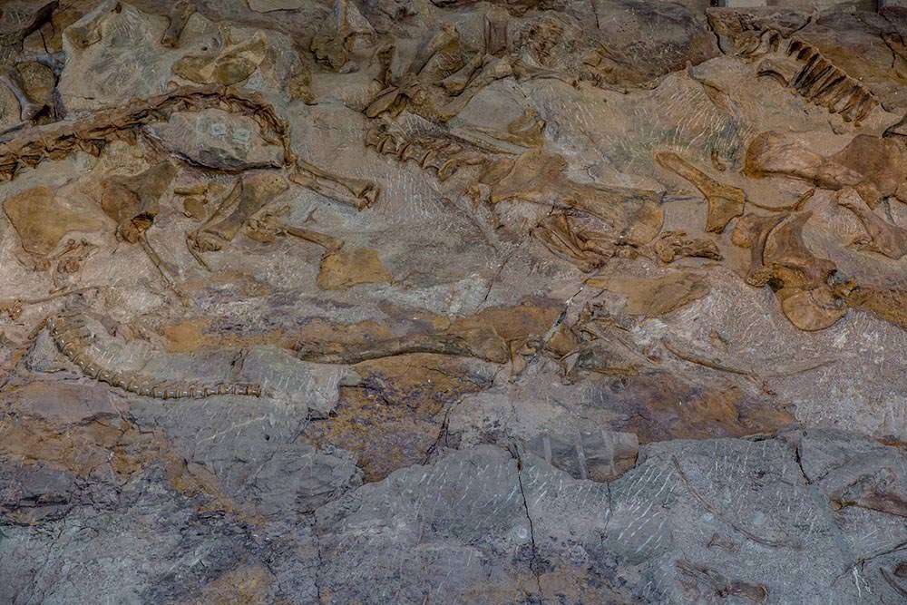 dinoasaur