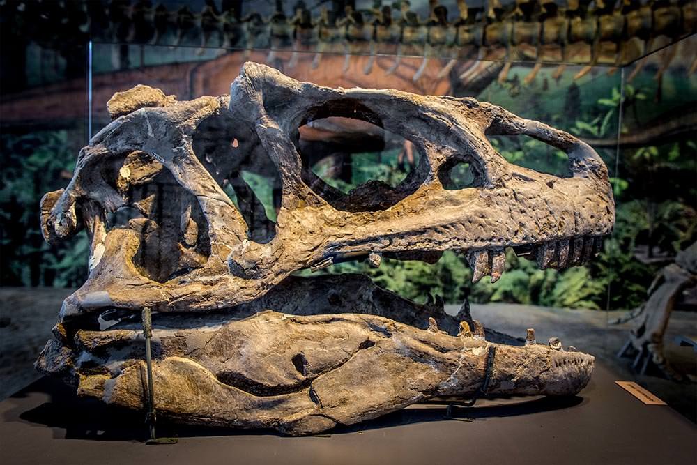 dinoasaur