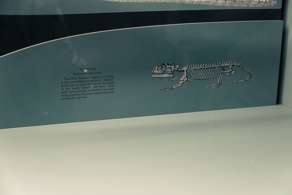 Tuatara