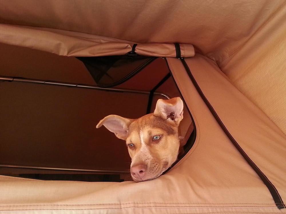 Can't say 'no' to this cute little face! Can't say 'no' to this cute little face!