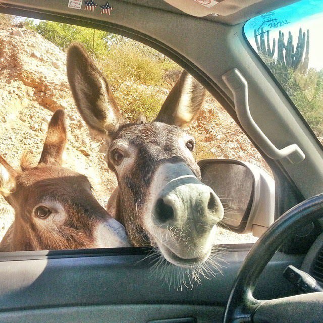 License and registration please. Also, do you have any carrots? The police were real asses on the East Cape Road. License and registration please. Also, do you have any carrots? The police were real asses on the East Cape Road.