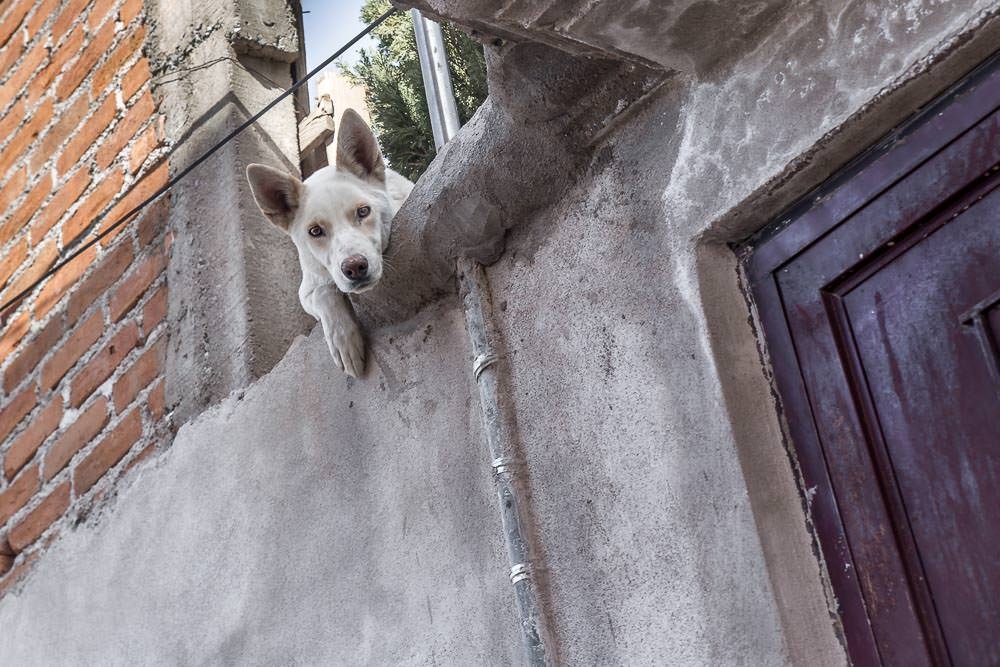 Even the roofdogs were unimpressed with our pitiful attempt at navigating the one way system.