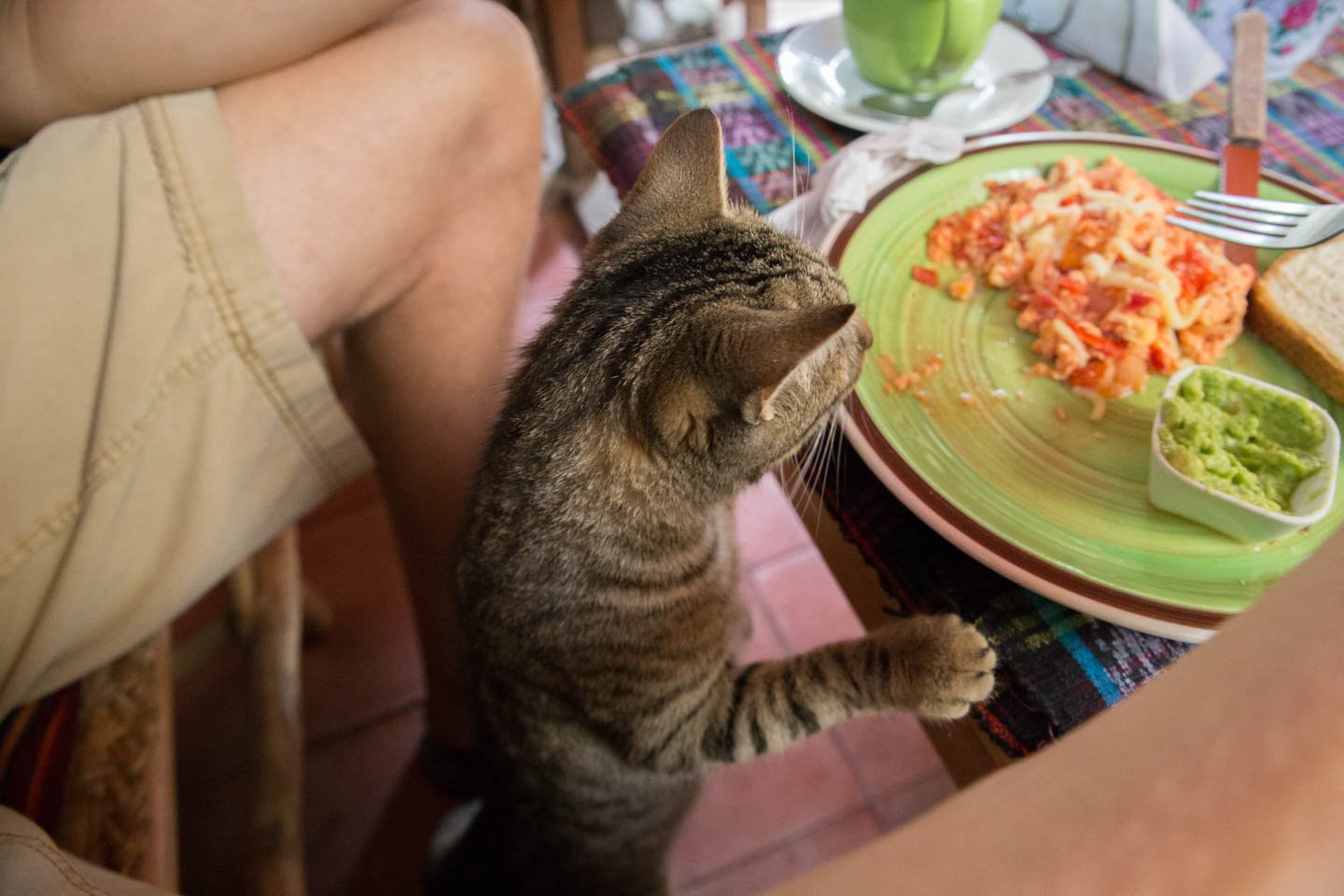 It was a mixture of the friendly cat, fast wi-fi and delicious food that kept bringing us back to the same spot.