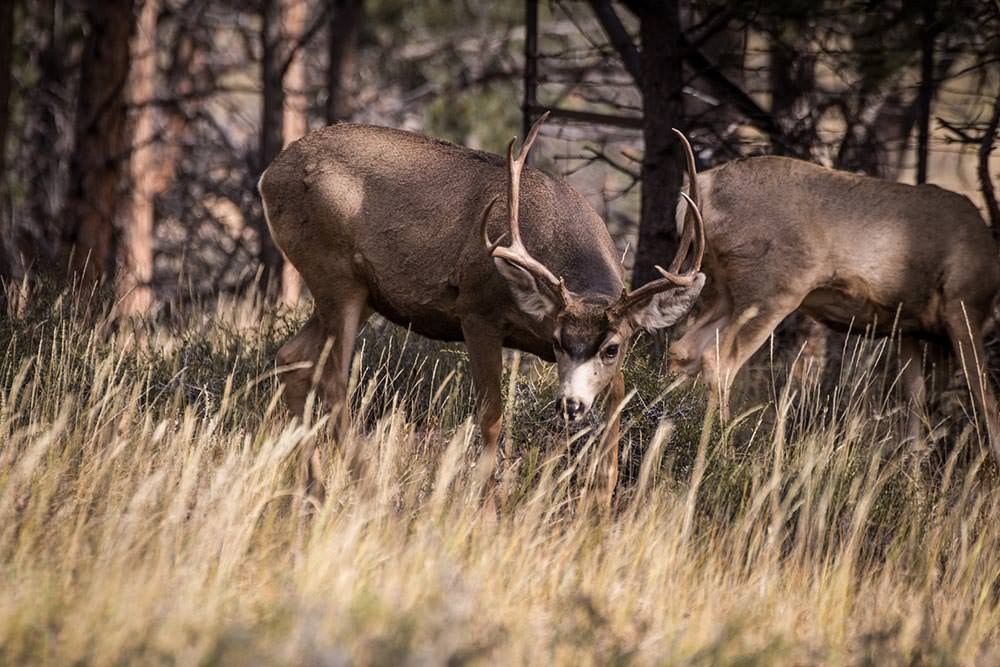 Noisy Elk