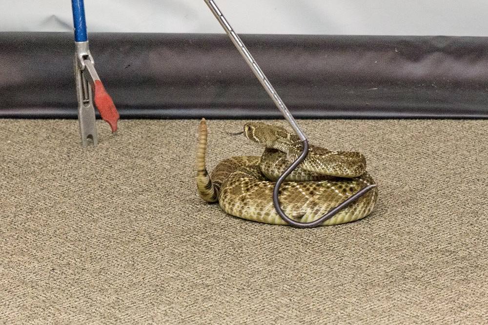 Rattlesnake