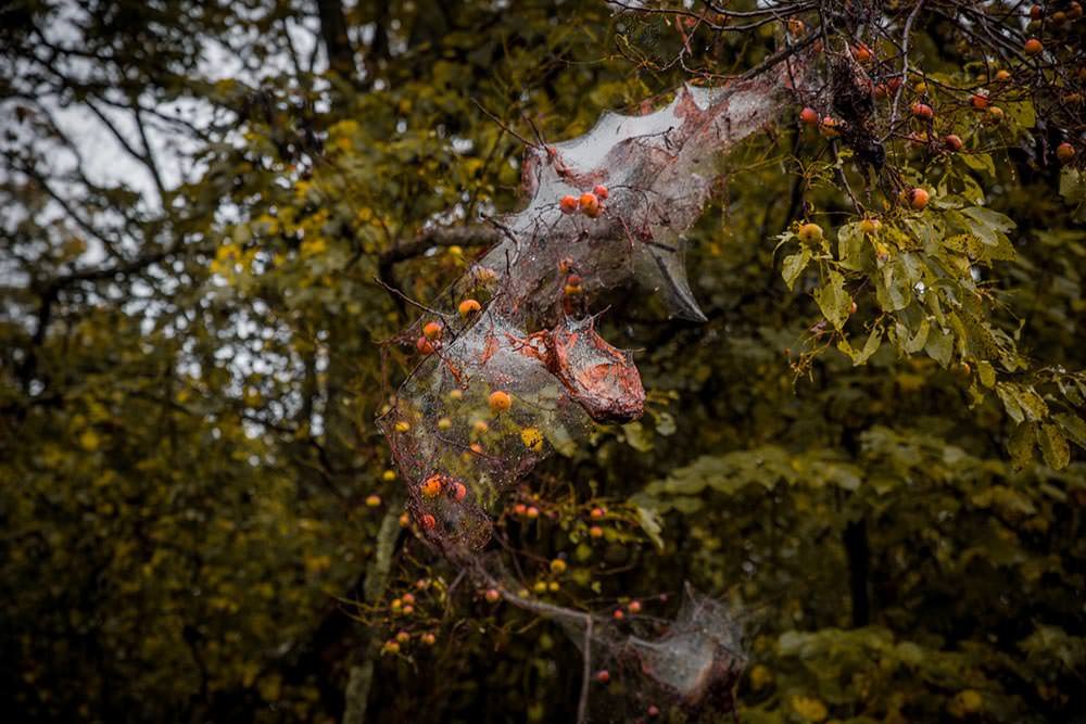 Not spider webs