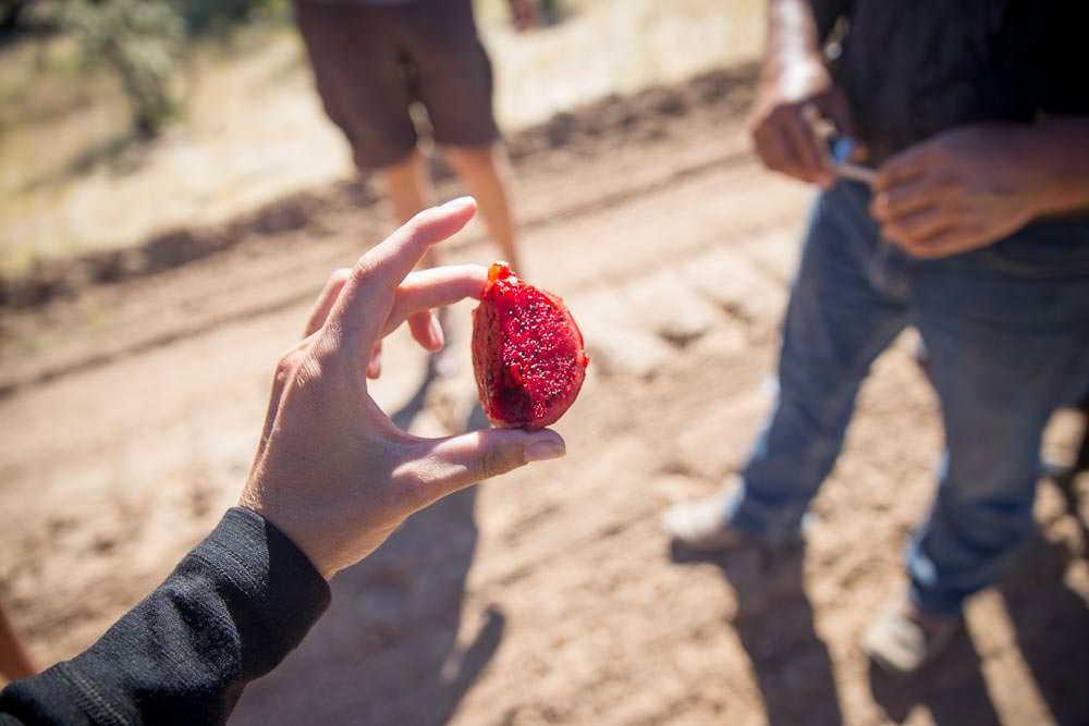 Pitaya Pitaya
