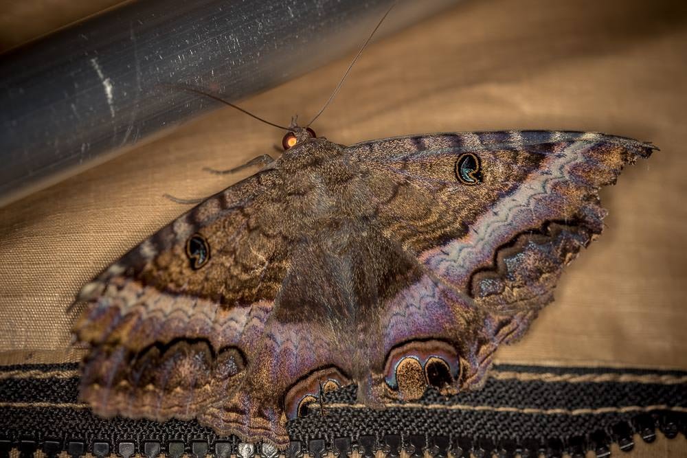 Sorry Pacific Coast. We forgot to take photos of your beaches, but we did get one of this giant moth. The size of a microwave he was.