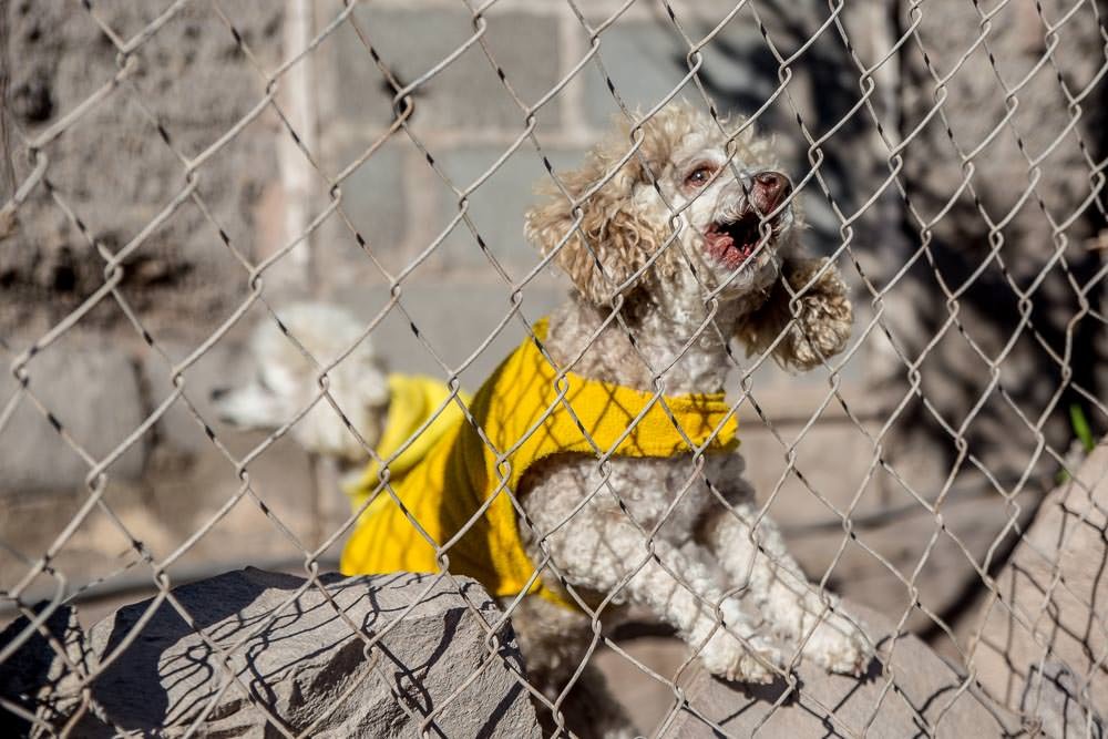 Not all the dogs in Mulegé were as friendly. There were four of these death poodles in yellow jackets. They all wanted our blood. Luckily this sturdy fence foiled them.
