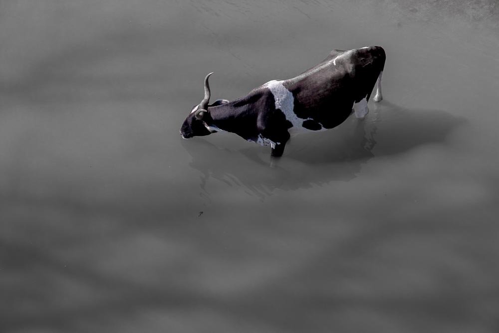 Aquatic cow. Aquatic cow.