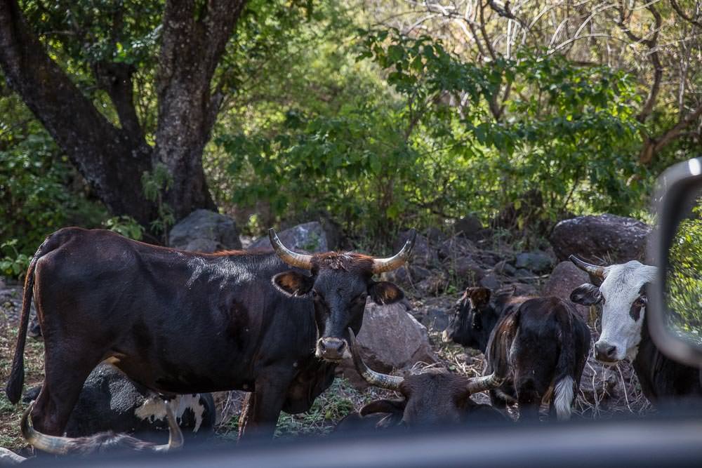 Excuse me guys, is this the road to El Fuerte? Cattle just aren't as helpful. Excuse me guys, is this the road to El Fuerte? Cattle just aren't as helpful.