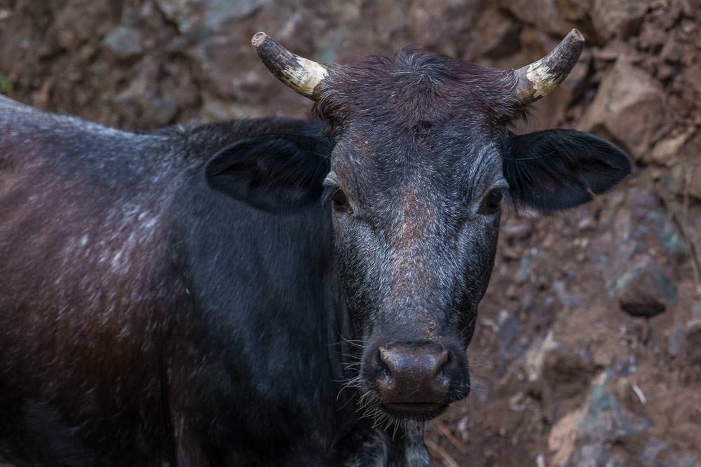 It got to the point where we felt that even the cows were giving us strange looks. It got to the point where we felt that even the cows were giving us strange looks.